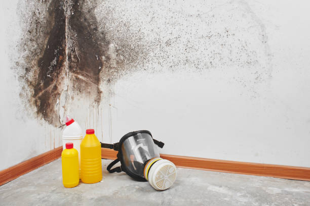 Best Toxic Mold Removal  in Pelzer, SC