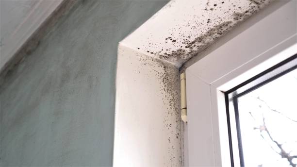 Best Mold Removal Process  in Pelzer, SC