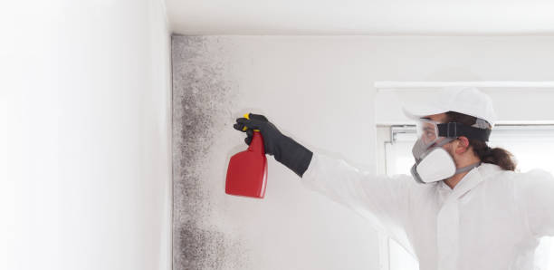 Best Attic Mold Removal  in Pelzer, SC