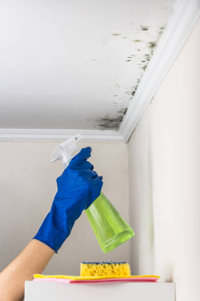 Best Residential Mold Removal  in Pelzer, SC